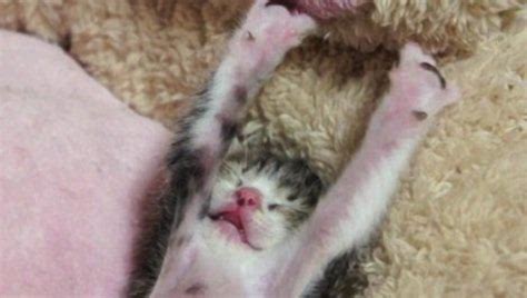 Watch Cute Sleepy Kitten Wakes Up From Slumber And Stretches Metro News