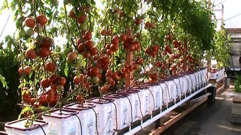 dutch bucket hydroponic tomatoes lessons learned