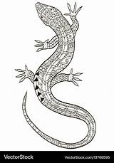 Coloring Lizard Adults Vector Royalty sketch template