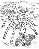 Tarantula Coloring Pages Spider Giant Sheet Color Printable Kids Getcolorings sketch template