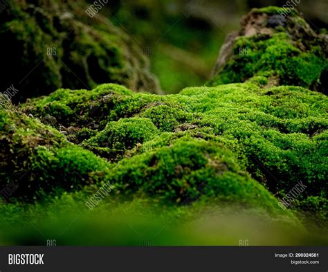beautiful green moss image photo  trial bigstock