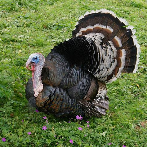 broad breasted bronze turkeys  sale buy broad breasted bronze turkeys