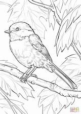Coloring Chickadee Pages Capped Printable Bird sketch template