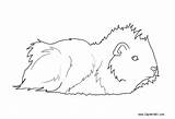 Guinea Pig Pages Coloring Lineart Longhaired Printable Kids sketch template