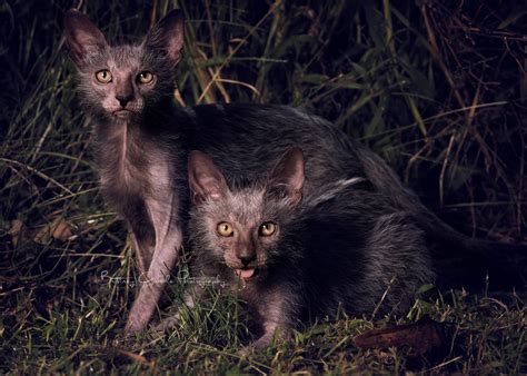 Werewolf Kittens Are Here And You Ll Totally Want One