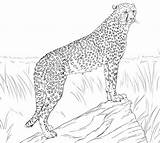 Cheetah Coloring Pages Printable Print Choose Board sketch template