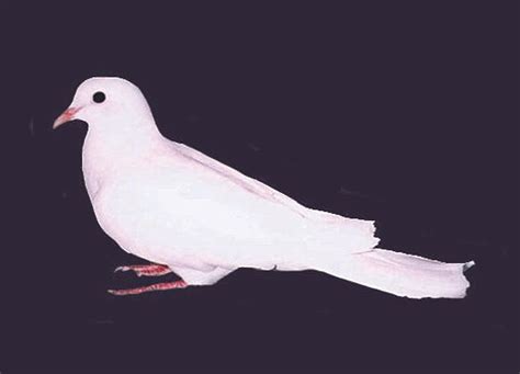snow white silky ringneck doves strombergs chicks game birds