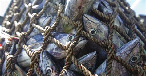 ueberfischung der meere ursachen folgen loesungen