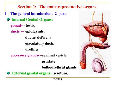Ppt Part Ii Splanchnology Chapter 8 The Reproductive System The Male