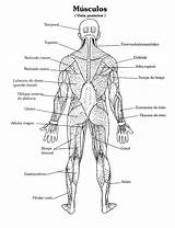 Anatomia Humana Humano Colorir Muscular Corpo Musculos Imprimir Músculos Nomes Anatomía Posterior Atividades Esqueleto Sistemas Completar Abrir Esquema Esquemas Professora sketch template