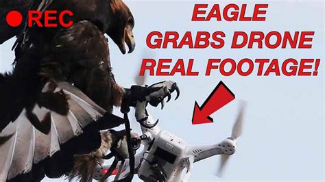 eagle  drone video real footage youtube
