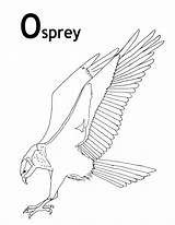 Osprey Coloring Pages Color Animals Sheets Florida Animal Printable Animalstown Print Sheet Kids Bird Town Everglades Adult sketch template