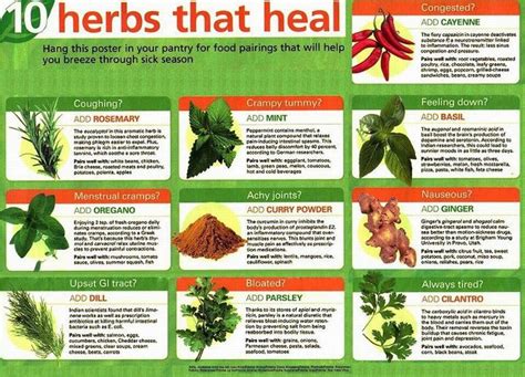10 herbs that heal healing herbs herbs medicinal herbs