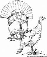 Dinde Bird Animaux Coloriage Turkeys Sheets Tpwd Coloriages Rabbit Colorier sketch template