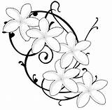 Frangipani Flower Tattoo Plumeria Coloring Flowers Tattoos Pages Designs Women Tatouage Colour Google Drawings Names Kids Dessin Beautiful Name Fleur sketch template