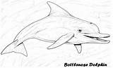 Dolphin Delfin Bottlenose Kolorowanki Coloringpagesfortoddlers Dolphins sketch template