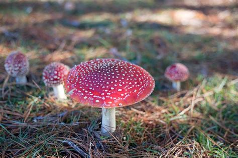denver decriminalizes psychedelic mushrooms  growing research