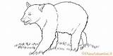 Colorare Disegni Orsi Pianetabambini Carini Orso Coloring Bambini Raccolta Bear sketch template