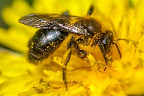 pollinator workshop april   unleash council bluffs