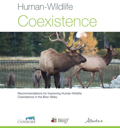 Human Wildlife Coexistence In The Bow Valley Banff Ab Official Website