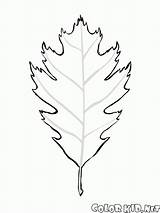 Coloring Eichenblatt Leaf Oak Colorkid Leaves Alder Sheet Fruits Malvorlagen Pages sketch template