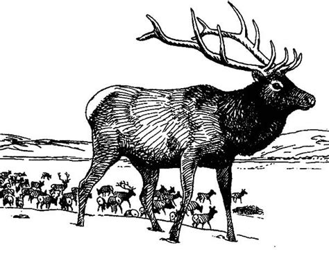 large group  elk coloring pages  print  coloring