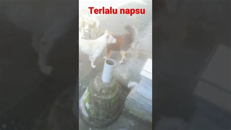 Sex Di Tempat Umum 😂🤣 Shorts Viralshorts Kokoraharja Bali Youtube