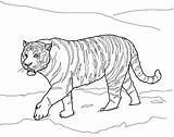 Mewarnai Harimau Hewan Sketsa Kartun Binatang Istimewa Desa Catatanku sketch template