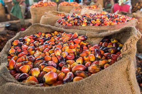 faires bio palmoel von rapunzel nachhaltiger rohstoff