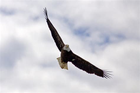 A Soaring Bald Eagle Photograph By John Stoj
