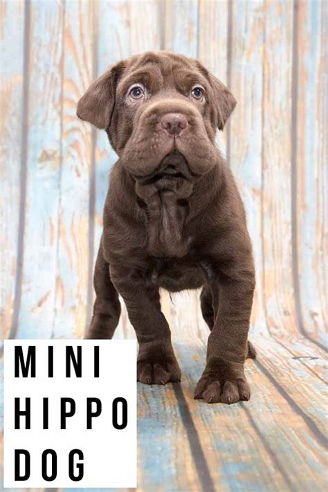 mini hippo dog  guide   shar pei cocker spaniel mix