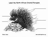 Porcupine Labeling Crested African Exploringnature sketch template