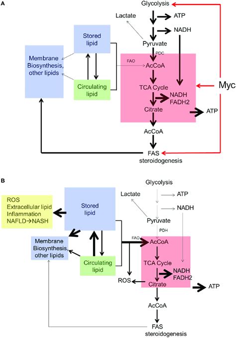 Regulation Of Neutral Lipid Accumulation In Myc − − Hepatocytes Is