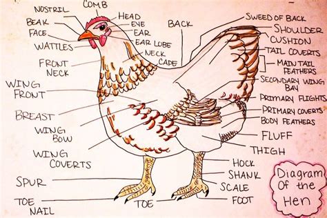 illustrated diagram   parts   chicken   piece  paper  words written