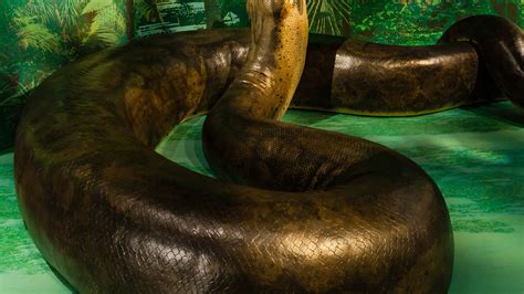 worlds largest snake  natural history museum
