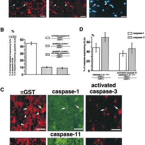 Alteration In Cytokine Production In The Cns Of Immunized Caspase 11
