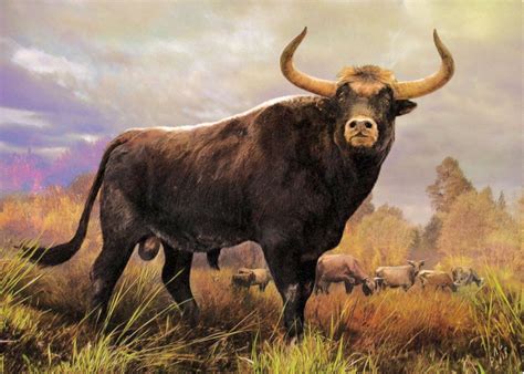 aurochs bull bos primigenius bojanos  extinct species  large