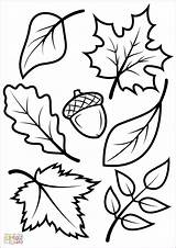 Coloring Fall Herbst Vorlagen Leaves Fensterbilder Choose Board Pages sketch template