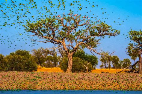 renown photographer celebrates  relationship  australian trees