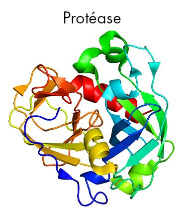 protease voordelen oorsprong bronnen eigenschappen en dosering