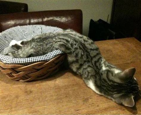 Hilarious Cats Getting Stuck In Stuff Daily Star
