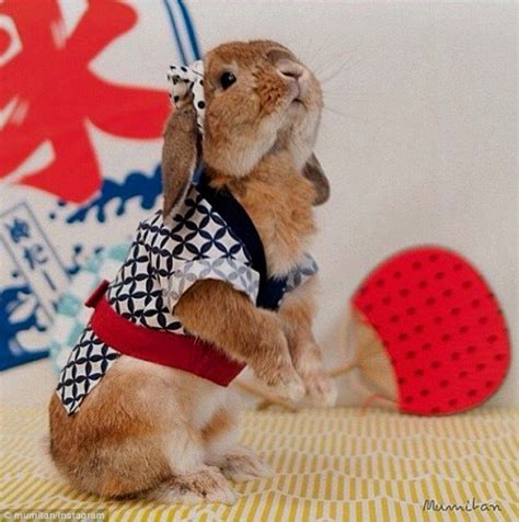rabbit pictures rabbitears cute baby bunnies bunny paws pet costumes