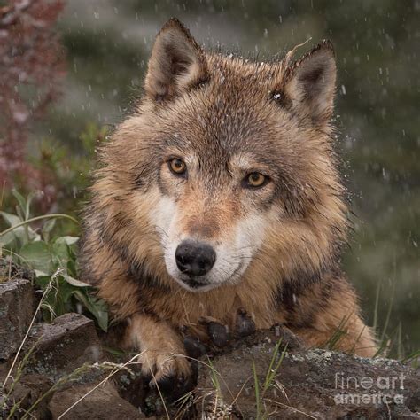 wolf face photograph  jerry fornarotto