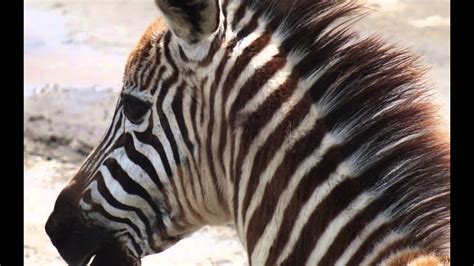 hyena  zebra  kenya masai mara youtube
