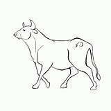Bull Coloring Pages Ferdinand Adults Kids Charging Popular Coloringhome Template sketch template