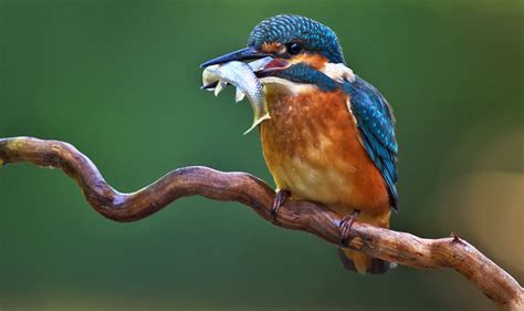 kingfisher facts belted kingfisher facts dk find
