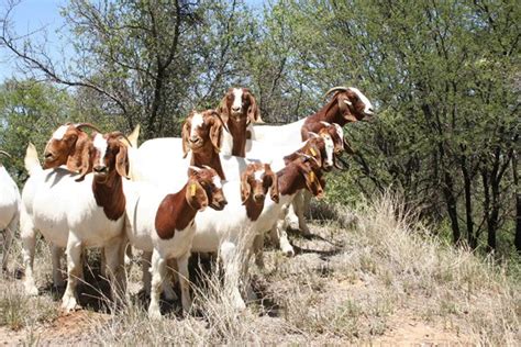 small stock production sheep  goats    breeding