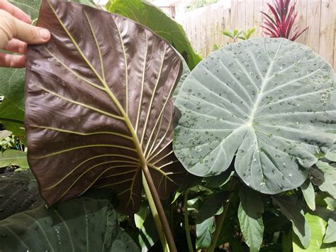 New Plants And Huge Leaves Exotica Tropicals – Tropical Plants