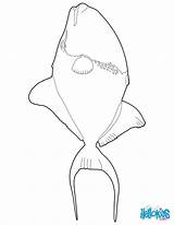 Coloring Trigger Fish Triggerfish Template sketch template