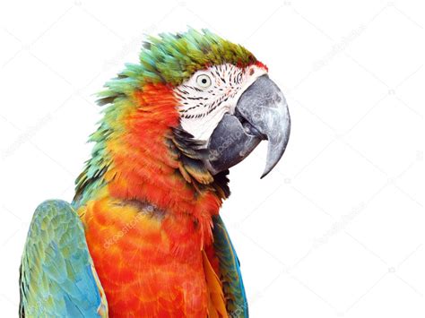 colorful orange parrot macaw isolated  white background stock photo  prapass